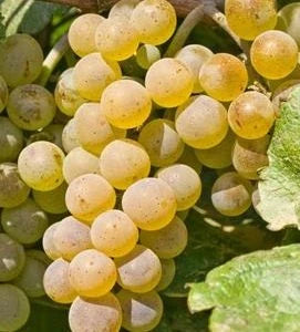 Viță de Vie de Masă "Kismis Galben", la Ghiveci