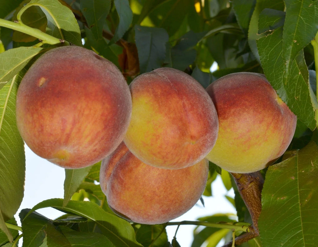 Piersic - Cardinal - Anul 3