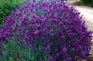 Lavanda, la Ghiveci de 3L, 1 Bucata