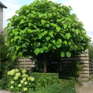 Catalpa Nana Glob, 1 Bucata