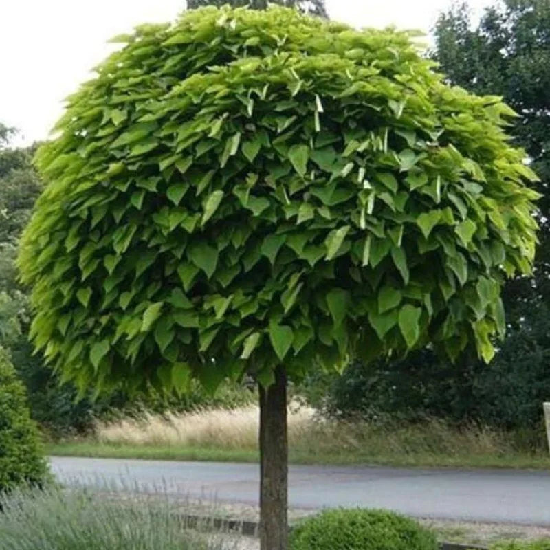 Catalpa Nana Glob, 1 Bucata