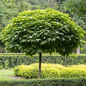 Catalpa Nana Glob, 1 Bucata