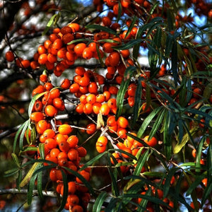catina autofertila
