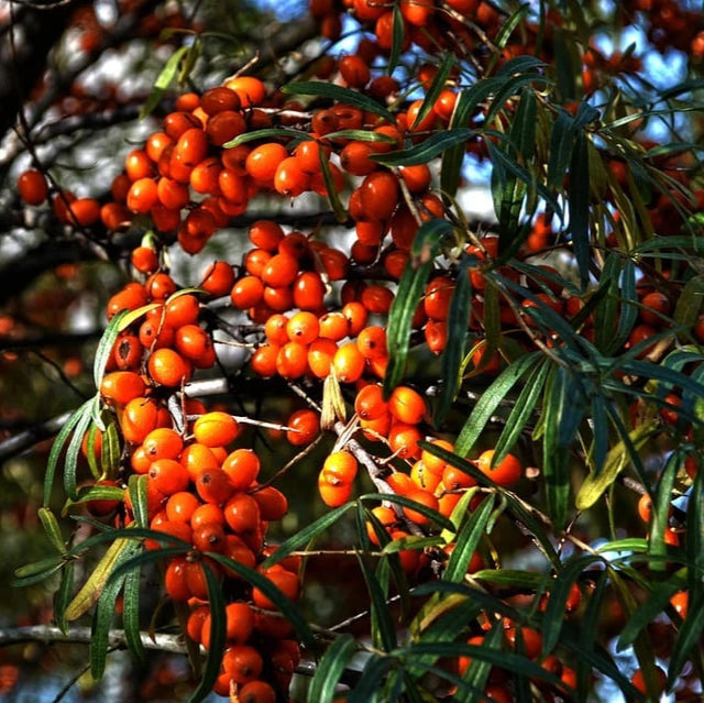 catina autofertila