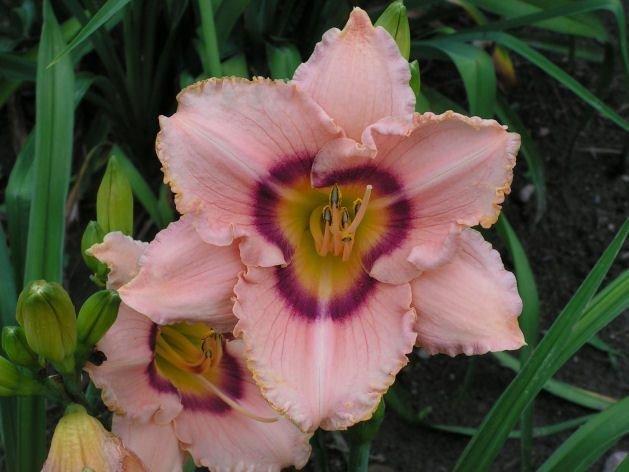 Bulbi de Hemerocallis "True Grit", Crin Salbatic, 1 Bucata