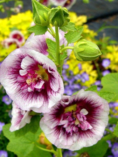 Bulbi de Nalba de Gradina "Alcea Double Cassis", 1 Bucata