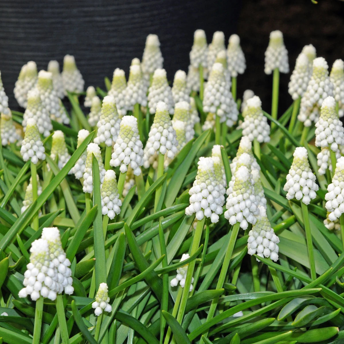 Bulbi de Muscari "Siberian Tiger", 5 Bucati