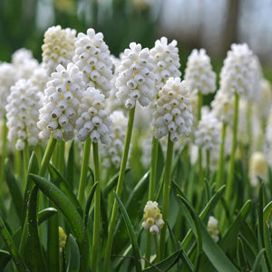 Bulbi de Muscari "White Pearl", 5 Bucati