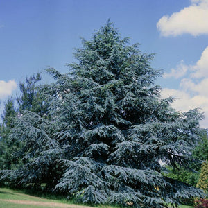 Cedru Argintiu "Cedrus Atlantica Glauca", 230 cm, la Ghiveci de 45L, 1 Bucata