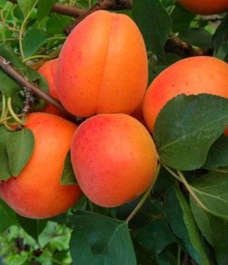 cegledi_a6c0ab0e-b368-4583-9ca4-41291709fed2 - Fitza Florilor