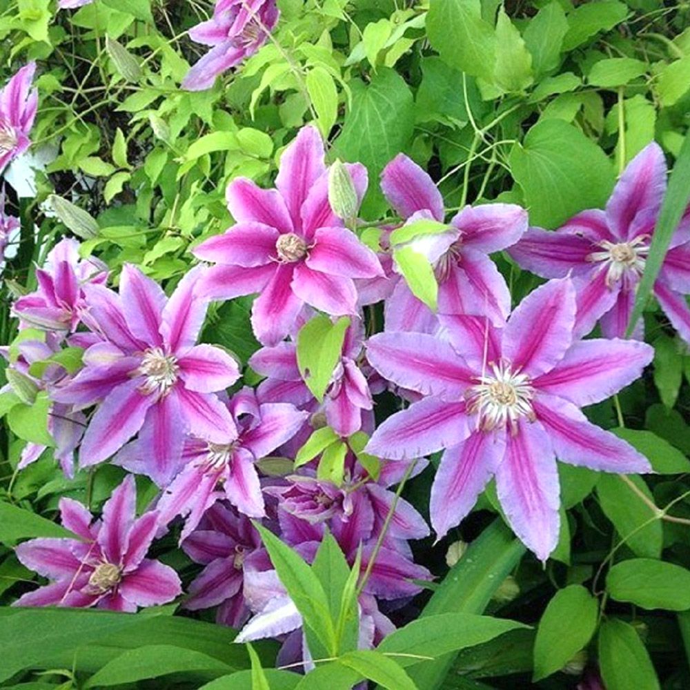 Clematis "Nelly Moser" la Ghiveci, 1 Bucata