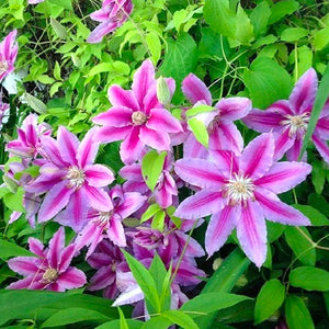 Clematis "Nelly Moser" la Ghiveci, 1 Bucata