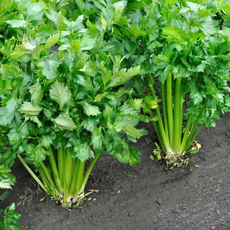 Semințe de Țelină de Frunze, 1,5 gr