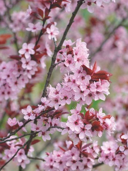 Prunus Nigra Roz "Corcodus Ornamental", 1 Bucata