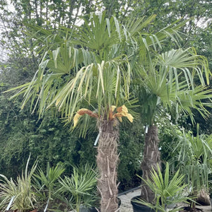 Palmier "Chamaerops Excelsa", 100 cm , la Ghiveci de 25L, 1 Bucata