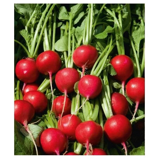 Semințe de Ridichi de Luna "Cherry Belle", 6g