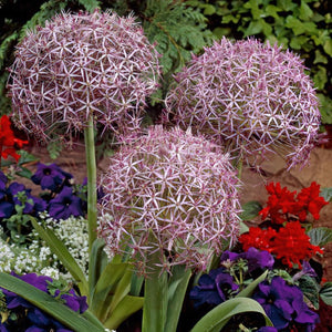 Bulbi de Allium "Christophii", 2 Bucati