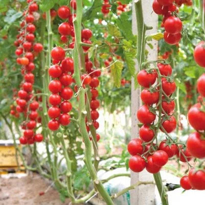 Semințe de Roșii "Ciliegia", 4 gr