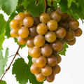 ciorchide-de-strugure-de-vie-soiul-prezentabil-webp-1024-1024 - Fitza Florilor