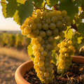 Viță de Vie de Masă "Muscat de Adda", la Ghiveci
