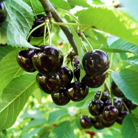 Pomi Fructiferi - Cireș Amar - Anul 3 - 1 buc