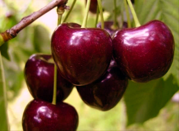 Pomi Fructiferi - Cires - Timpurii de Bistrita - Anul 2 - 1 buc