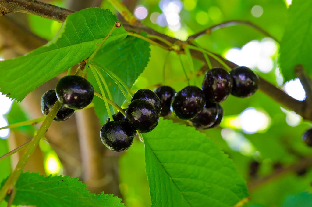 Pomi Fructiferi - Cireș Amar - Anul 3 - 1 buc