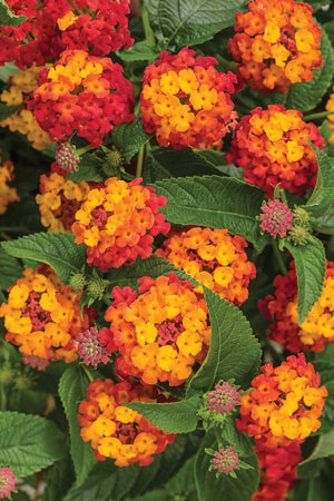 Lantana "Camara", la Ghiveci de 3L, 1 Bucata