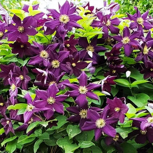 Clematis "Warzawska Nike " la Ghiveci, 1 Bucata