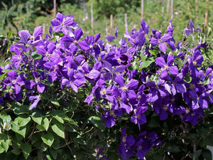 Clematis "Jackmanii" la Ghiveci, 1 Bucata