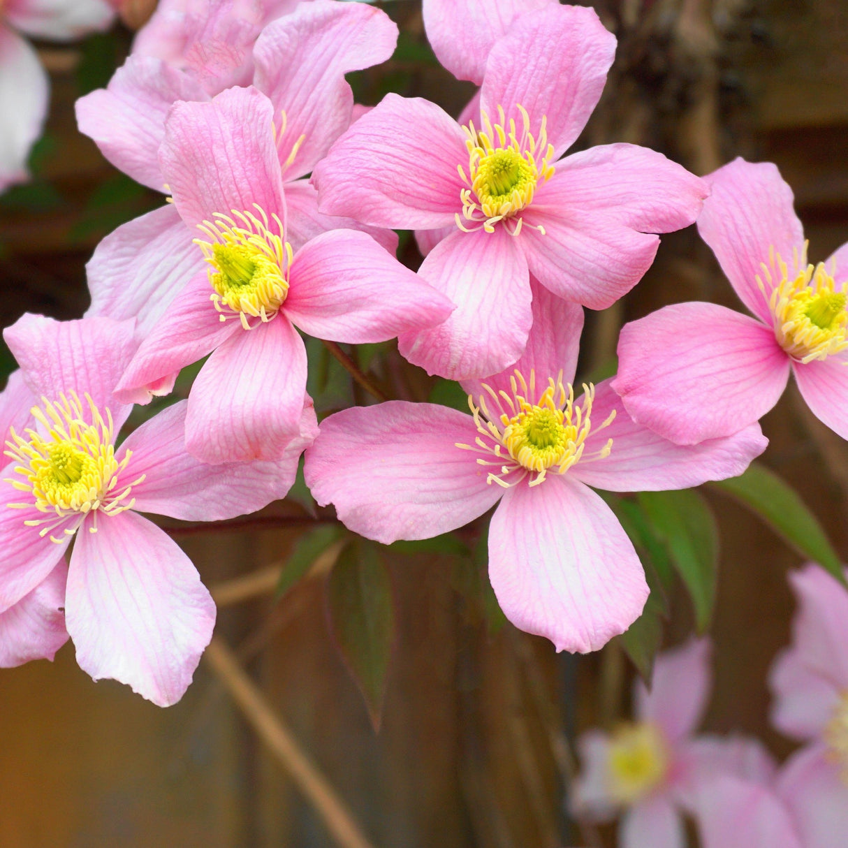 Clematis "Montana" la Ghiveci, 1 Bucata