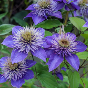 Clematis "Multi Blue" la Ghiveci, 1 Bucata