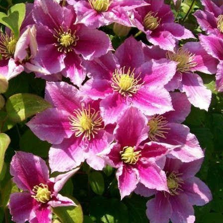 Clematis "Piilu" la Ghiveci, 1 Bucata