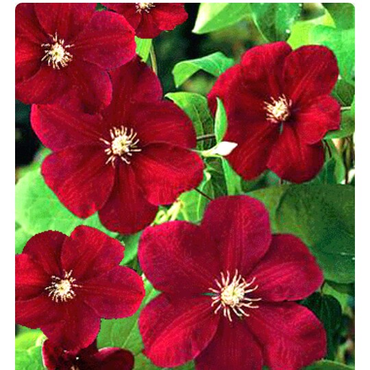 Clematis "Rouge Cardinal" la Ghiveci, 1 Bucata