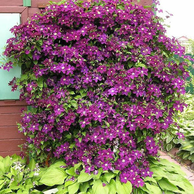 Clematis "Warzawska Nike " la Ghiveci, 1 Bucata