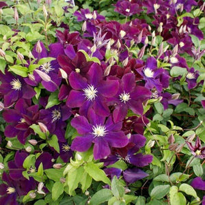 Clematis "Warzawska Nike " la Ghiveci, 1 Bucata