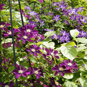 Clematis "Warzawska Nike " la Ghiveci, 1 Bucata