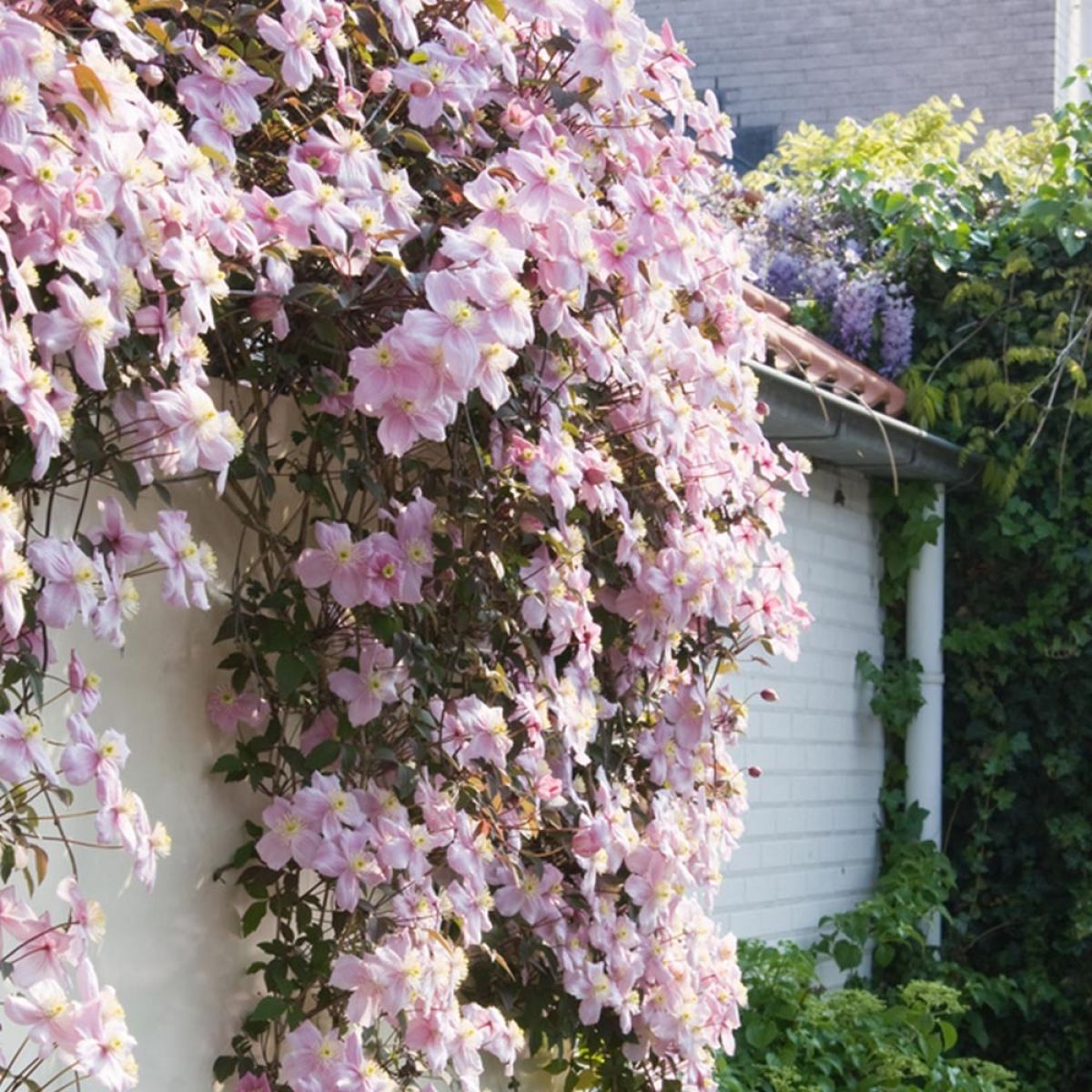 Clematis "Montana" la Ghiveci, 1 Bucata