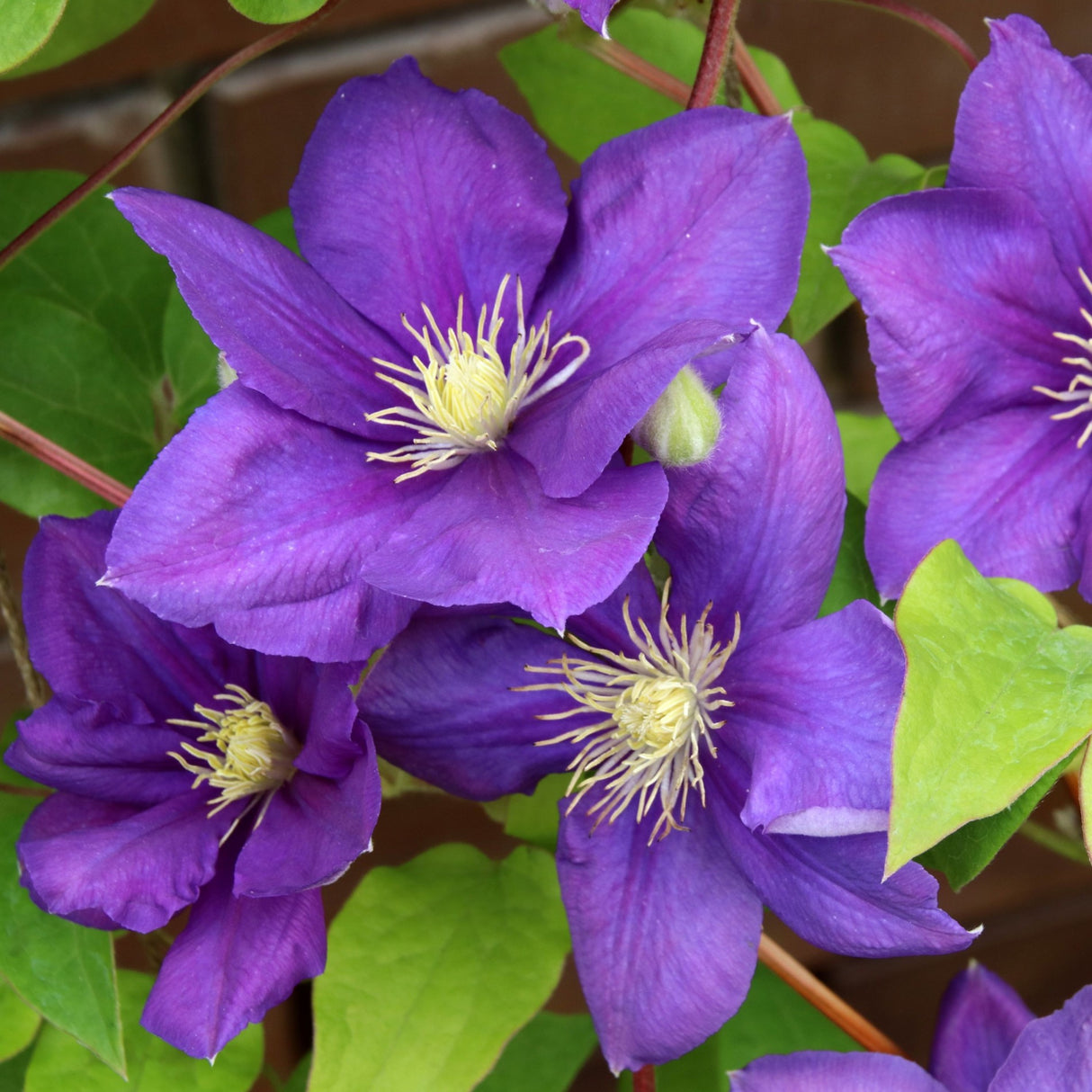 Clematis "Jackmanii" la Ghiveci, 1 Bucata