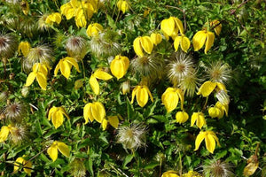 Clematis "Tangutica" la Ghiveci, 1 Bucata