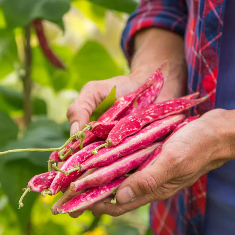 Semințe de Fasole Urcătoare "Borlotto Red", 70g