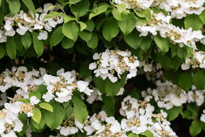 Hortensie Cataratoare "Hydrangea Petiolaris", la Ghiveci de 3L, 1 Bucata