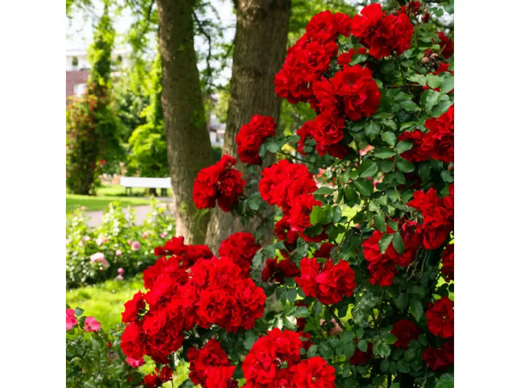 Trandafiri Butasi Teahibrizi - Roter Korsar - 1 buc