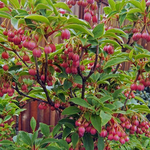 Clopotei Arbust Enkianthus, 1 Bucata