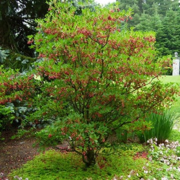 Clopotei Arbust Enkianthus, 1 Bucata