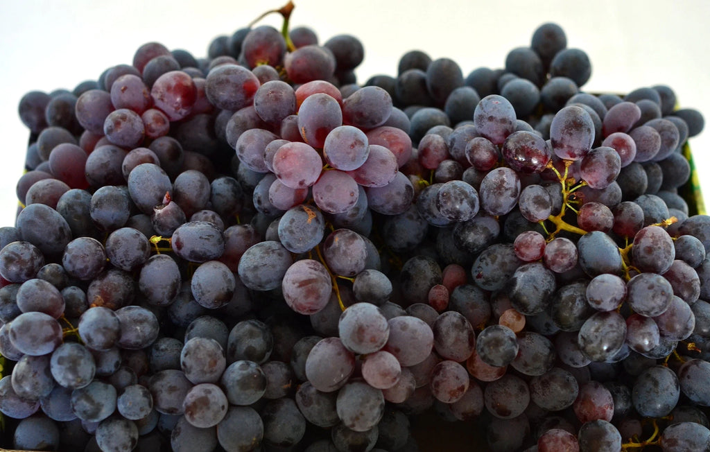 Viță de Vie de Masă "Coarna Neagra", la Ghiveci