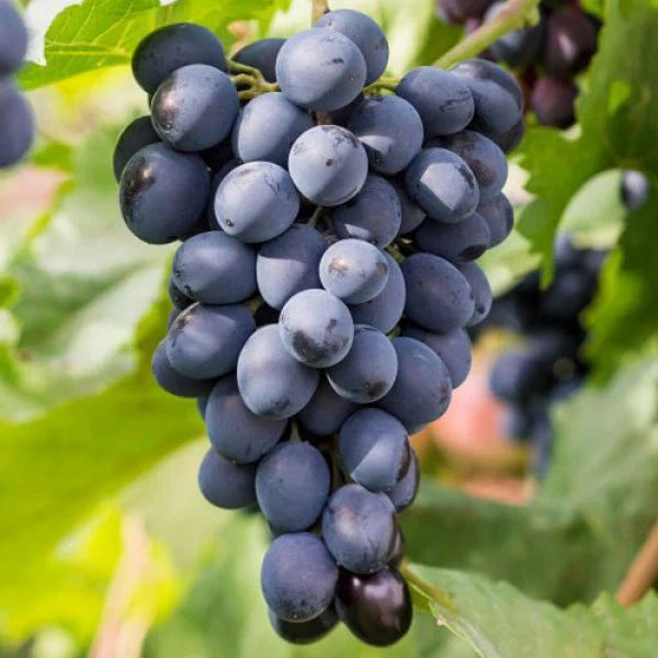 Butaș Viță de Vie de Masă "Coarna Neagră", 1 Bucată