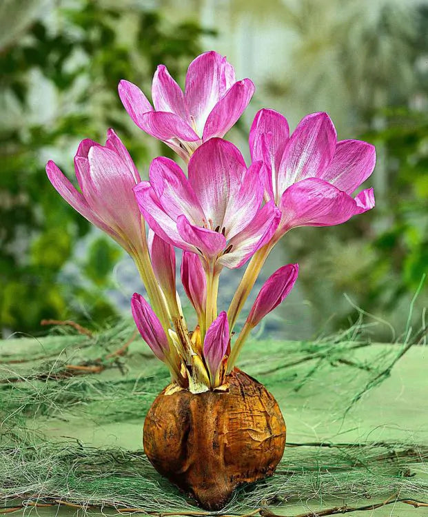 Branduse de Toamna "Colchicum Gigant", 1 Bucata