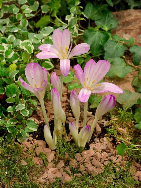 Branduse de Toamna "Colchicum Byzantinum", 1 Bucata