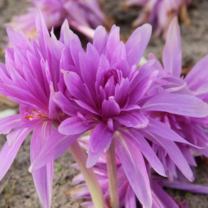 Branduse de Toamna "Colchicum Waterlily ", 1 Bucata